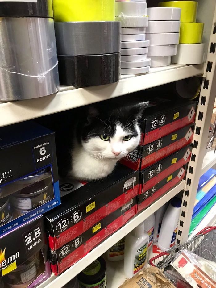 Meet The Cats Who Totally Own Their Corner Stores