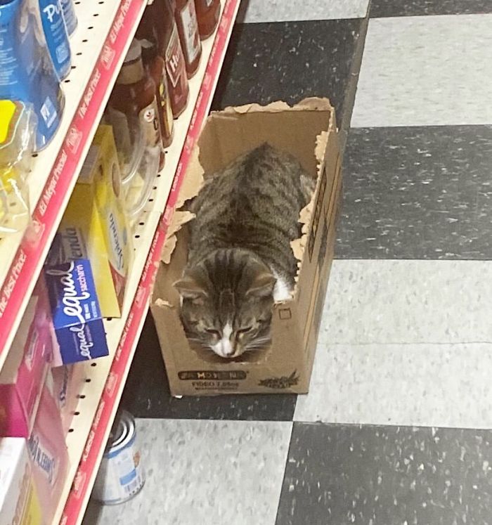 Meet The Cats Who Totally Own Their Corner Stores