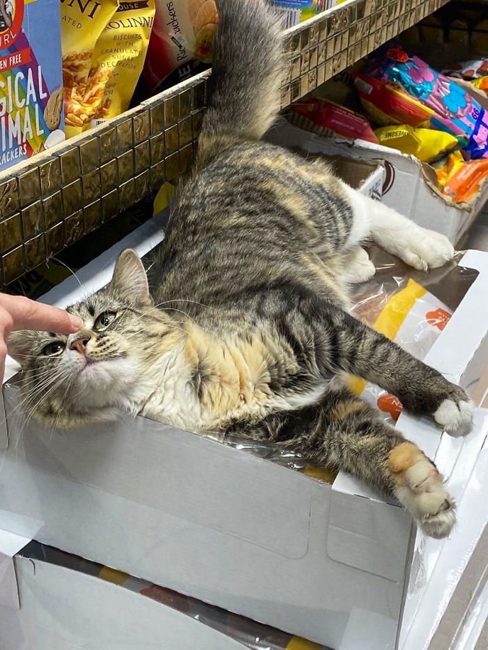 Meet The Cats Who Totally Own Their Corner Stores