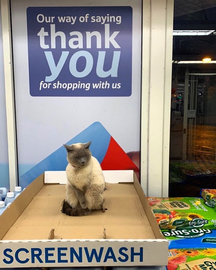 Meet The Cats Who Totally Own Their Corner Stores