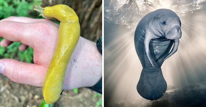 Slow-Mo Animal Squad: Meet The Ultimate Sloths Of The Wild