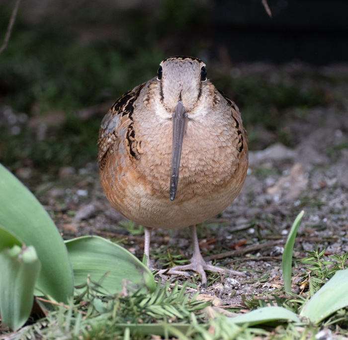 The American Woodcock: Forest’s Slow-Dance Champion