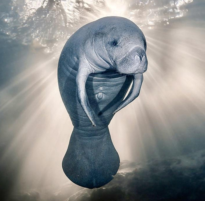 Manatee: The Big Chill Sea Cow