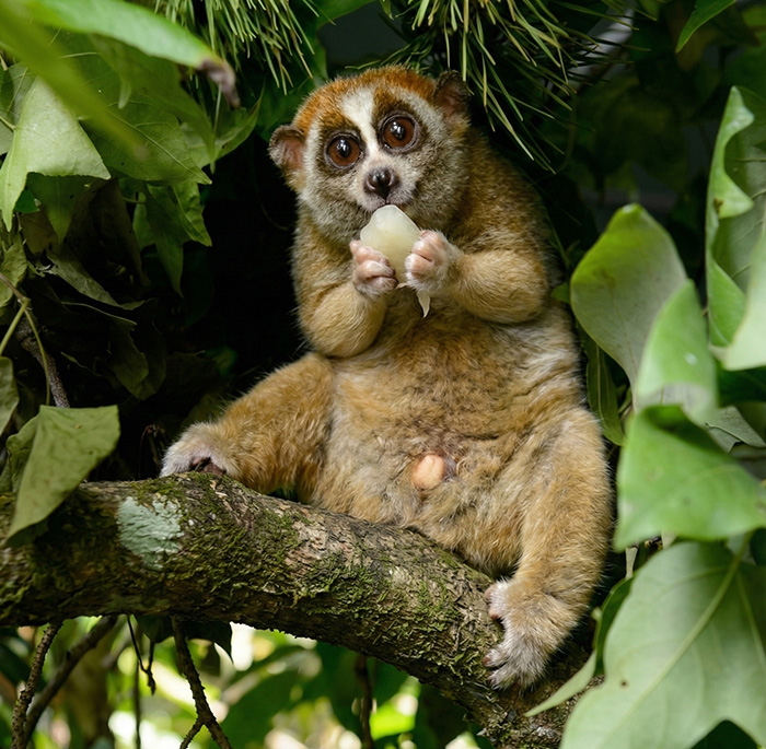 Slow Loris: The Cute Little Toxic Ninja
