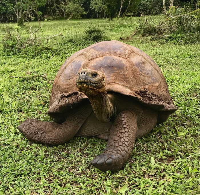 Galapagos Giant Tortoise: The Slow, Steady Giant
