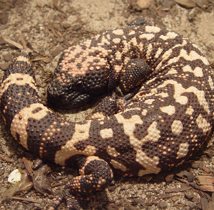 Gila Monster: The Slow-Mo Lizard With a Venomous Bite