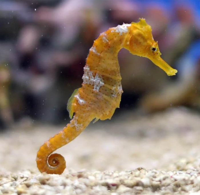 Seahorse: The Ocean’s Upright Slowpoke