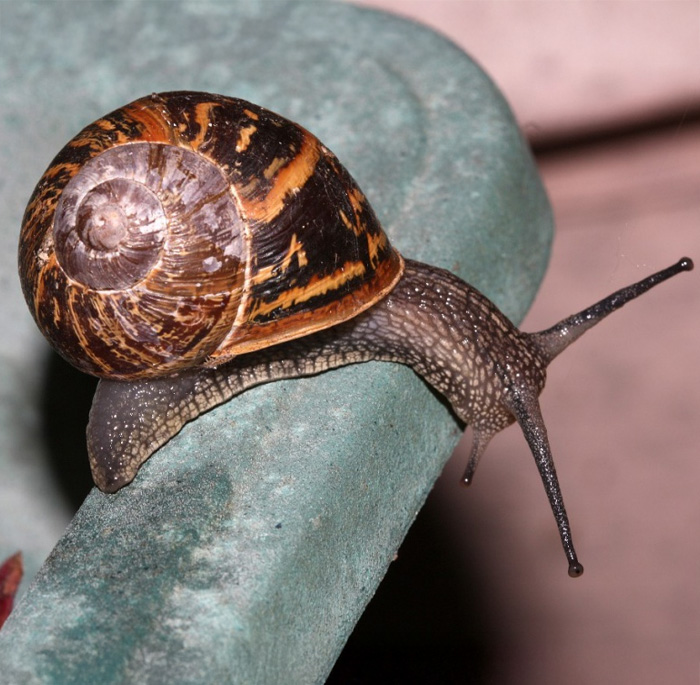 Garden Snail: The Classic Slowpoke With a Slimy Trail