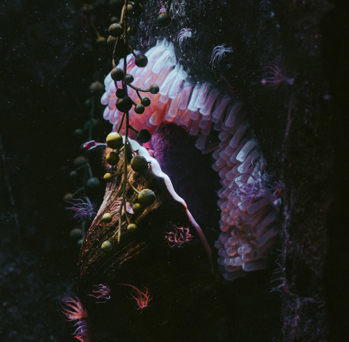 Sea Anemone: The Underwater Statue That Moves (Kinda)