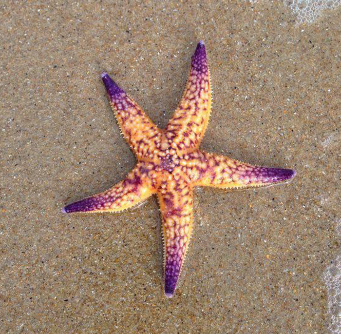 Starfish: The Five-Armed Ocean Creep