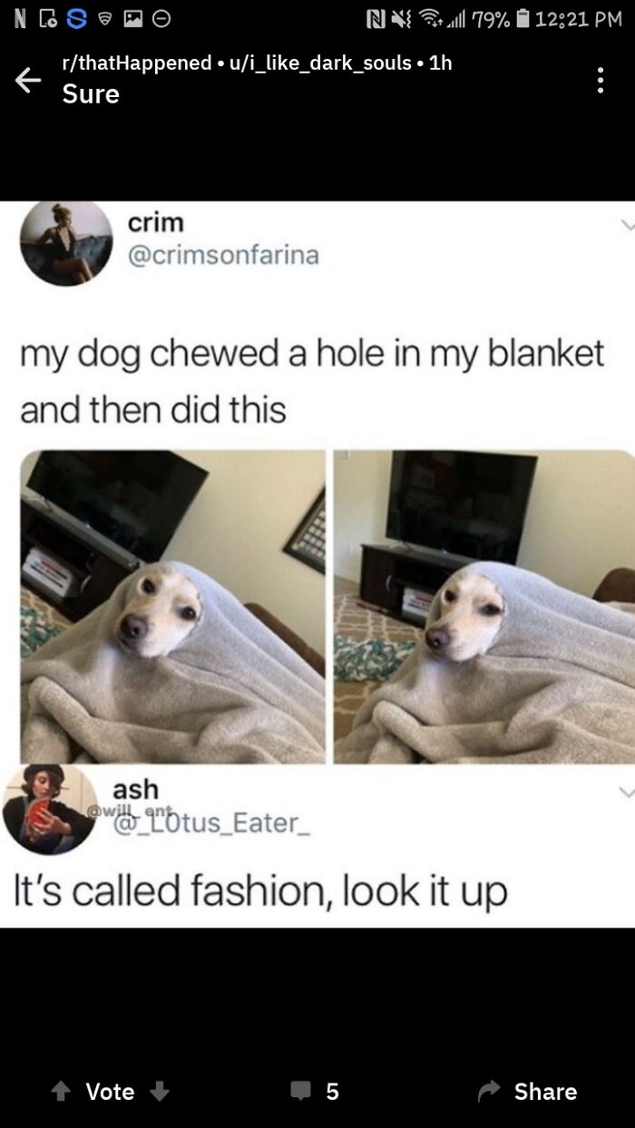 Dogs Can’t Chew on Stuff? Nope, They Totally Do