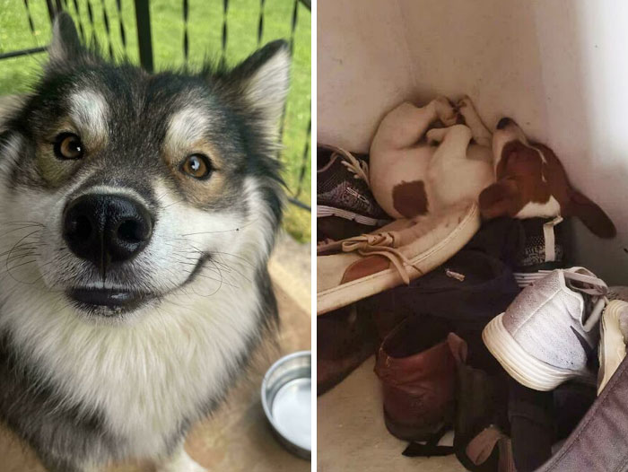 Let’s Dive Into These 50 Goofy, Cute Dogs That Totally Stole Our Hearts