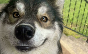 Let's Dive Into These 50 Goofy, Cute Dogs That Totally Stole Our Hearts