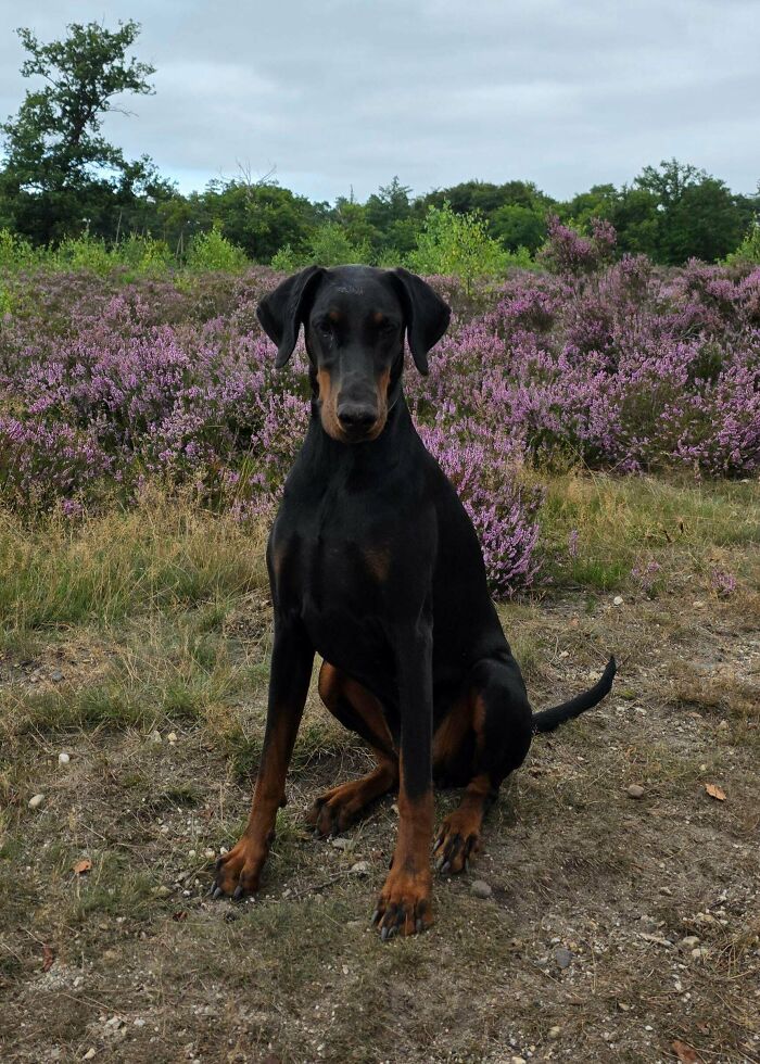 Sasha, The European Doberman Who Rocks The Tail And Floppy Ears Look