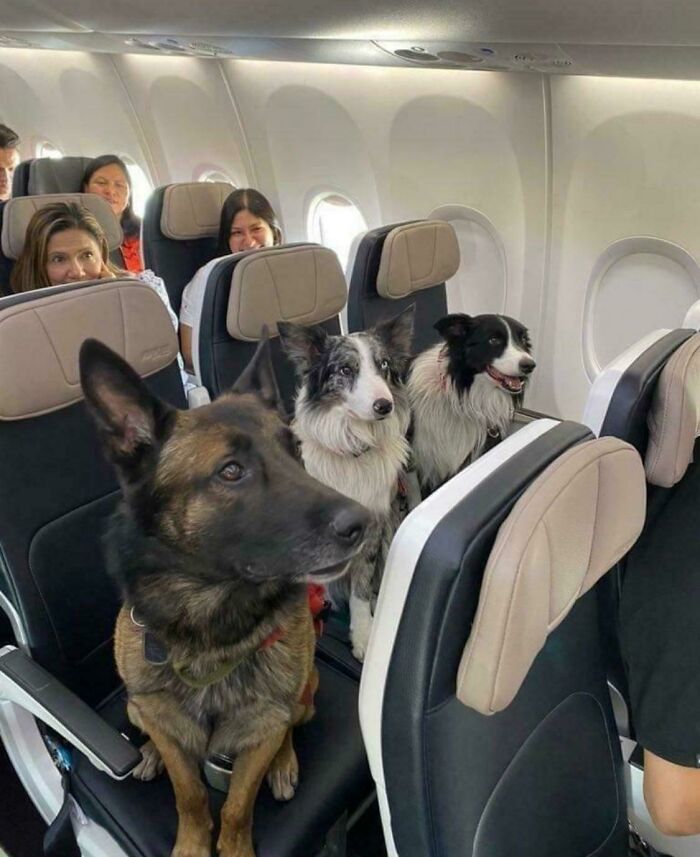 Three Rescue Dogs Taking It Easy On A Plane Trip