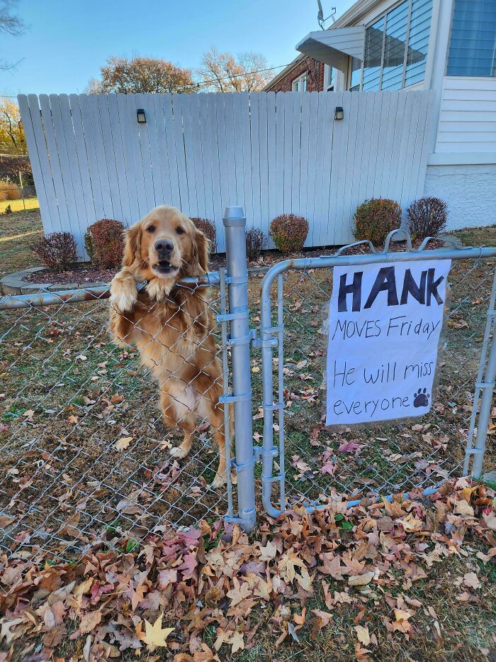 Hank Is The Neighborhood Good Boy, But His Family’s Moving Soon—Hope He Finds New Fans!