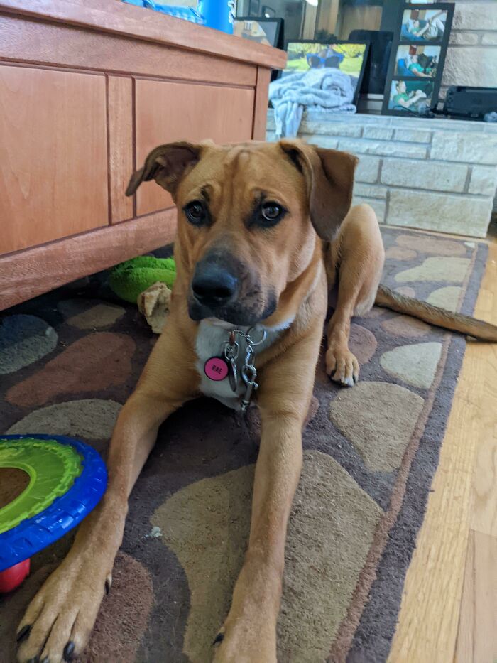 Rae The Hero Pup—Saved The Day By Barking At A Fire!