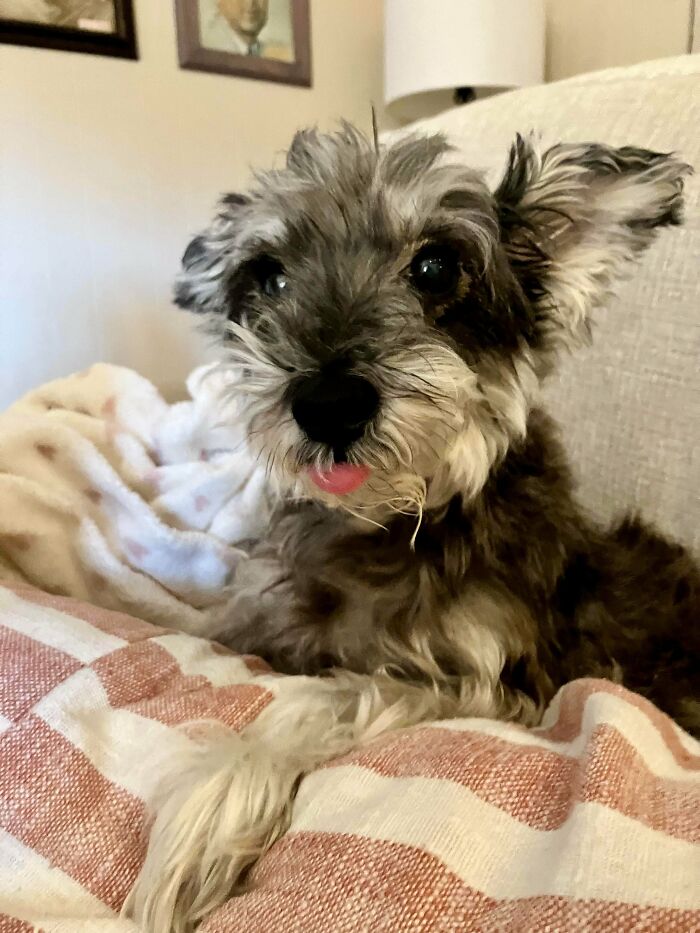 We Decided To Grow Our Crew And Adopted This Rare 13-Year-Old Sweetheart