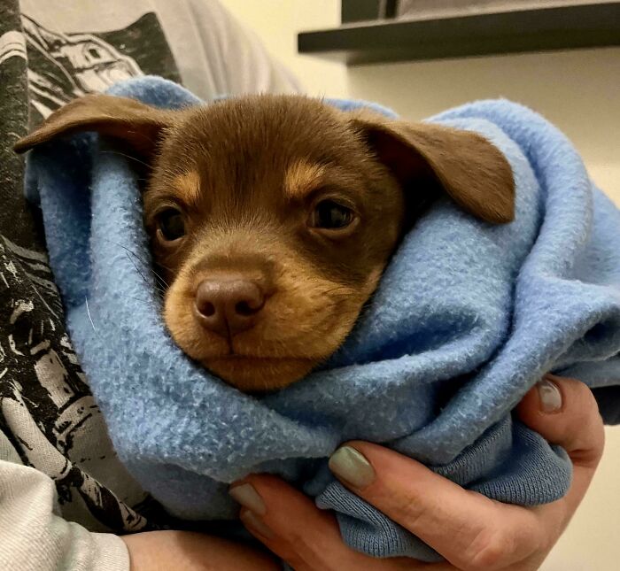 Found This Tiny Valentine—3 Pounds Of Pupper Pure Love