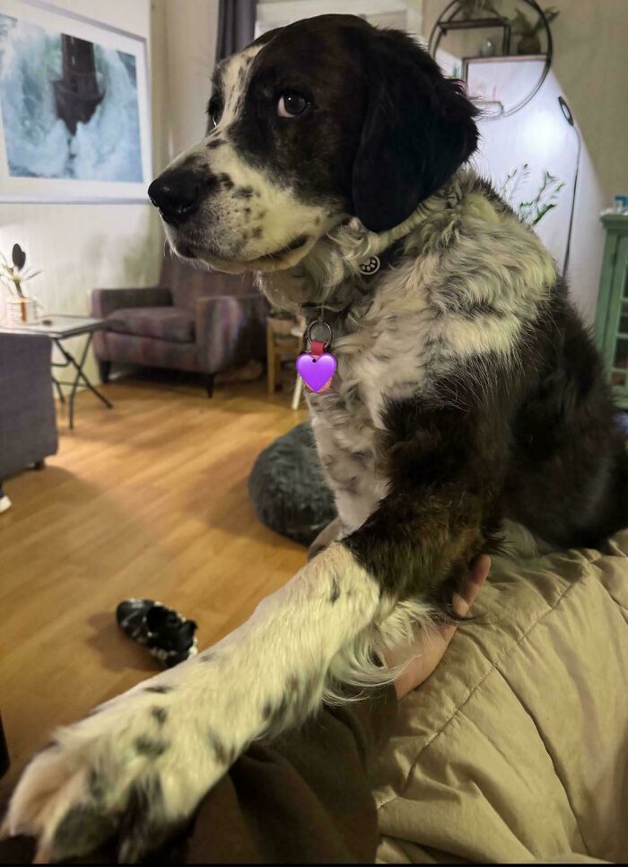 Is Your Dog Secretly Demanding Hand-Holding And A Stare-Down? Ours Does!