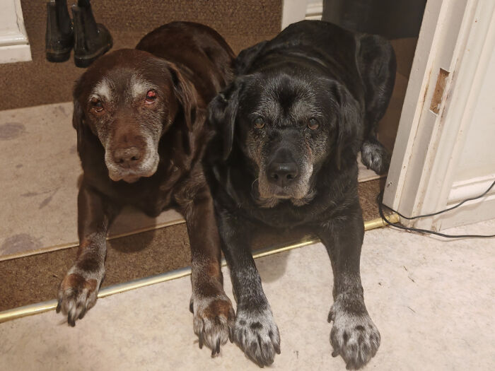 Two Lovely Ladies Waiting For Some Love While The Dishwasher Gets Loaded
