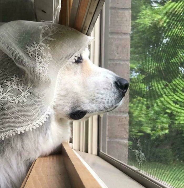 The 'Waiting For My Husband To Return From War' Pupper Look