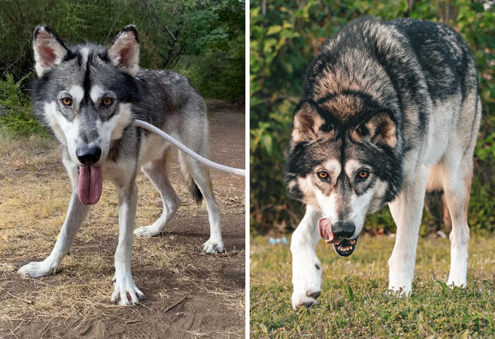 From Rescue Pup To Look-At-Me-Now Doggo—Transformation Goals!