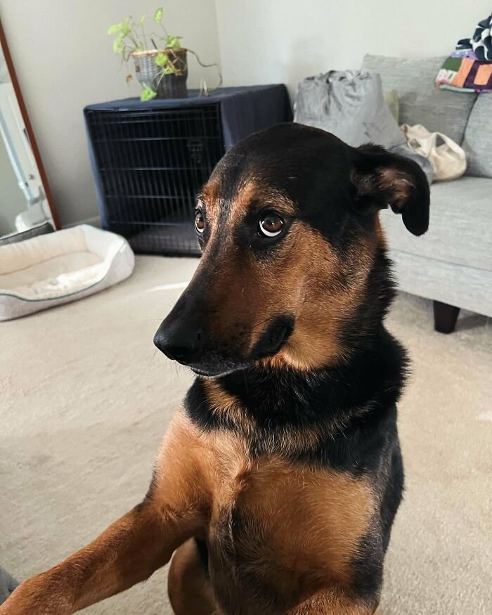 Gary! Our Goofy, Handsome, And Ridiculously Spoiled Boy