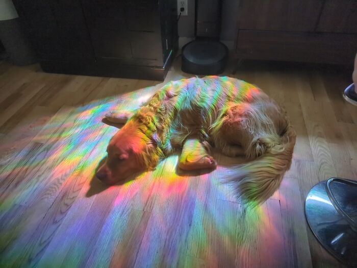 Max, The Golden Who’s Literally At The End Of The Rainbow