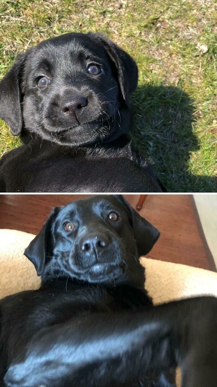 My Pup Through The Years—Two Years Apart And Still Adorable