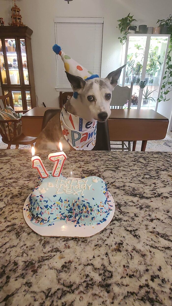 Only 2% Of Dogs Make It To 17, So Happy Birthday To Rare Pupper Lexy!