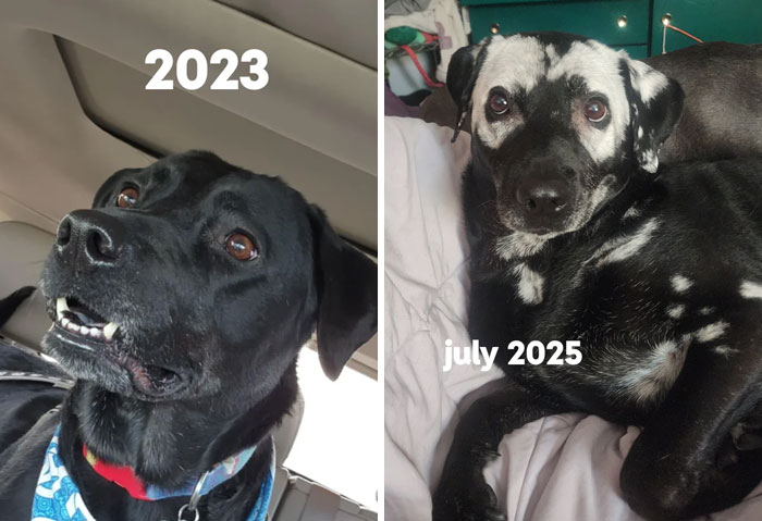 My 9-Year-Old Pup’s Vitiligo Story—Two Years Young