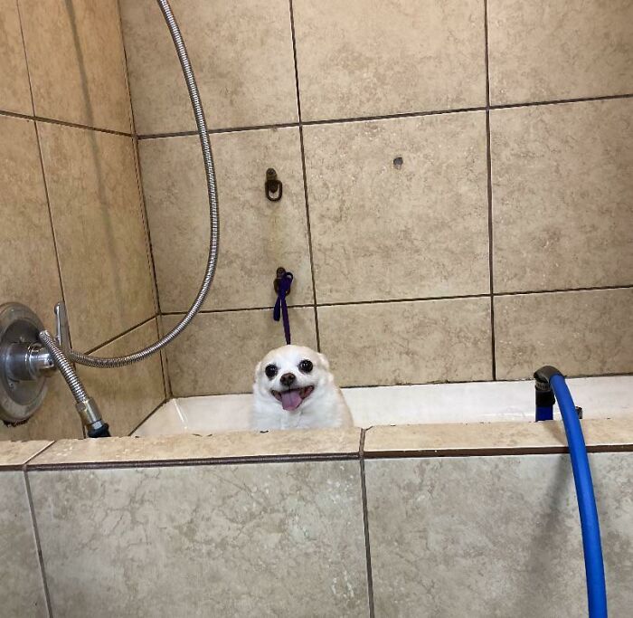 Dog Groomer Snaps This Gem—Makes Us Laugh Every Single Time