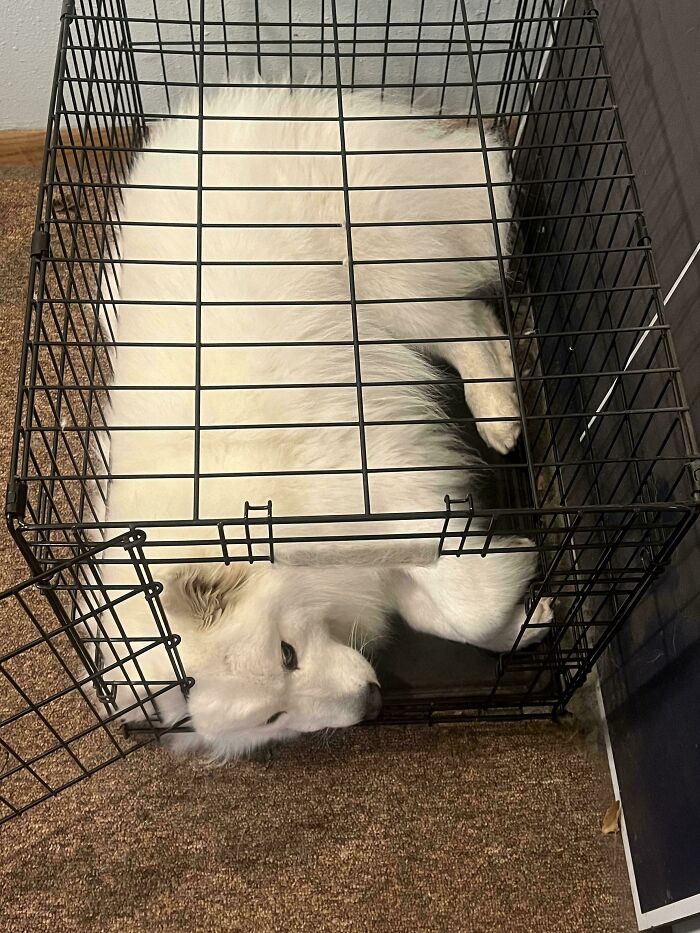 Satan Loves Her Tiny Kennel... But Refuses To Use The Bigger One I Got Her
