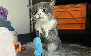 Oops, We Foster Failed! 46 Irresistible Animals Who Broke The ‘Just Fostering’ Rule