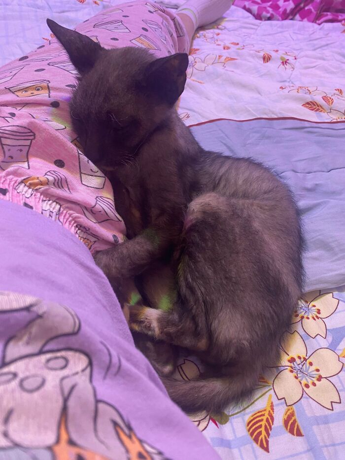 My Foster Cat Won’t Leave My Side — How Do I Say Goodbye?