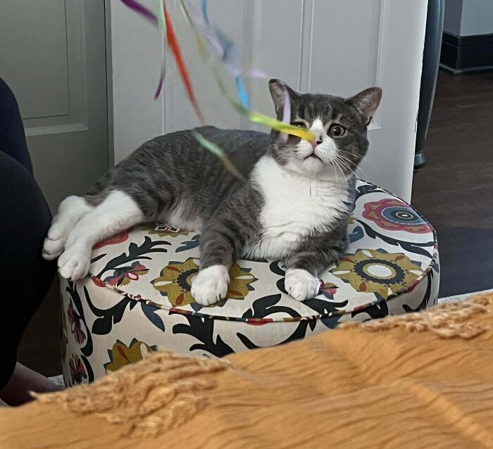 Signed the Adoption Papers for the Saddest Face Ever (How Could We Not?)