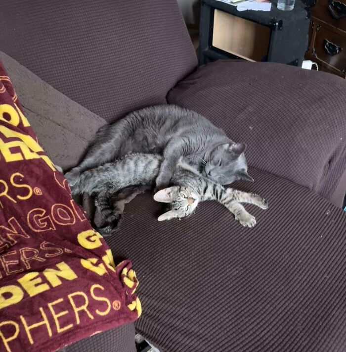 My Cat and Our Foster Kitten Hanging Out Like Best Buds