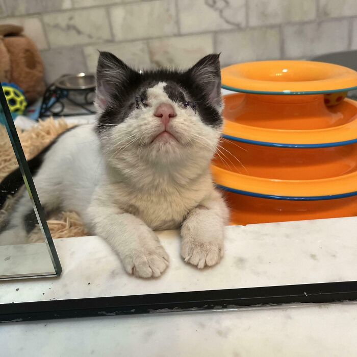 Hazy Just Got Adopted — Cue The Happy Dance!