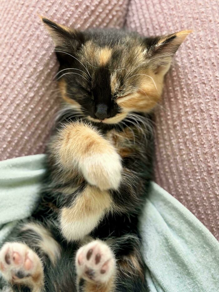 When You Know You Just Can’t Let This Kitten Go