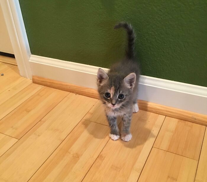 Show Me Your Foster Fail Stories (And Photos, Please)