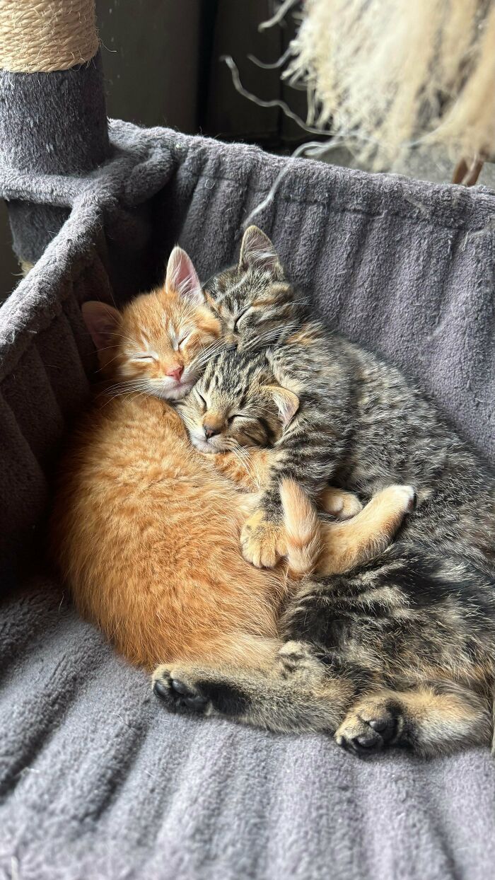 Foster Kittens Are Learning Why Indoors is Where It’s At