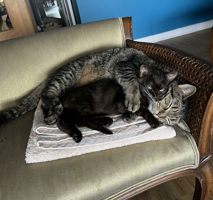 Trying Really Hard Not To Foster Fail... But It’s Tough