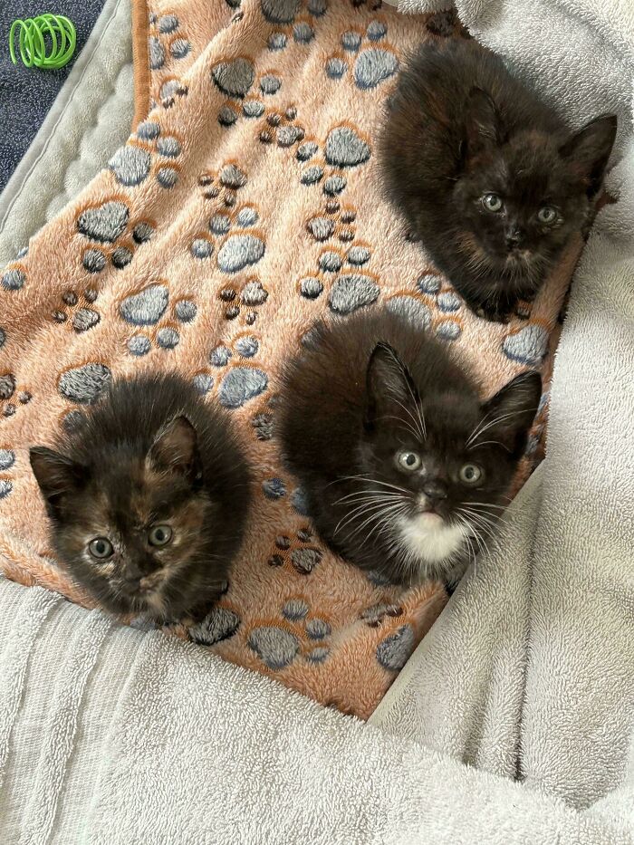 Saved These Babies From the Euthanasia List — Sally, Samuel, and Samira Are Safe Now!