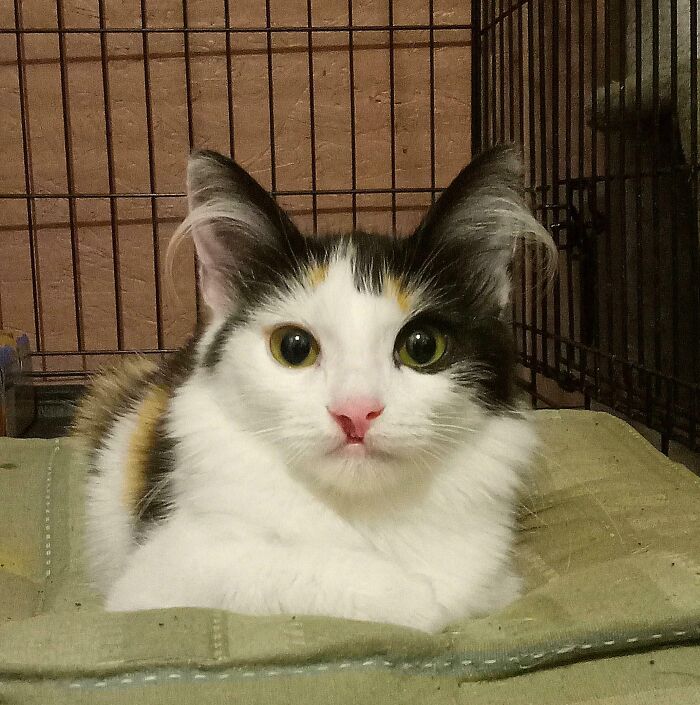 Taking Foster Kimi to an Adoption Event and Already Crying Thinking About Goodbye