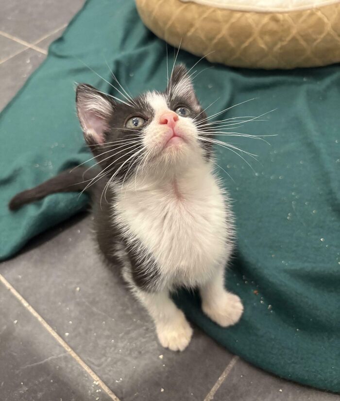 My Poor Foster Baby Got Returned to the Shelter - Heartbreaker!