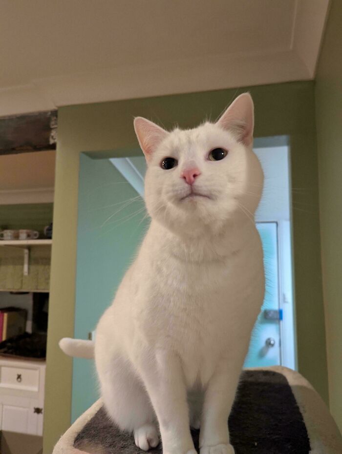 Update: The Guy I Fostered for 6 Months (Who Nobody Wanted) Got Adopted!