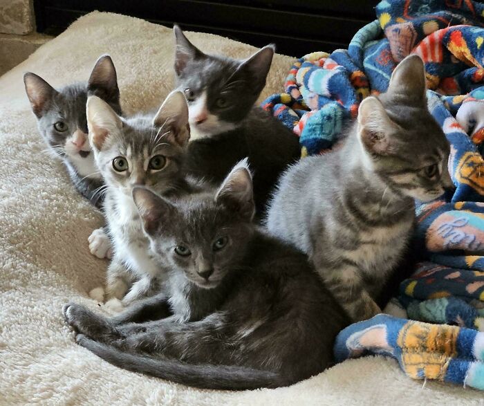 All My Foster Kittens Found Their Forever Homes This Weekend!