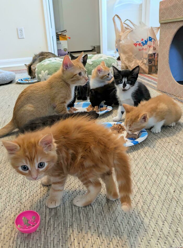 Warning: I Have So Many Foster Kittens It’s Basically a Kitten Party