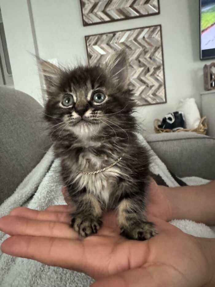 Rescue Mission Accomplished: Caught This Little Dude Crossing the Highway